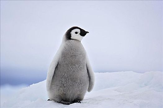 帝企鹅幼崽有多大图片
