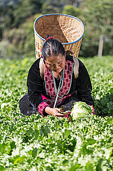 女人,洪族人,山,部落,收获,莴苣,清迈,泰国