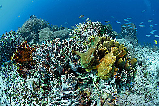 两个,大,垂钓,靠近,珊瑚礁,宿务岛,省,菲律宾,亚洲