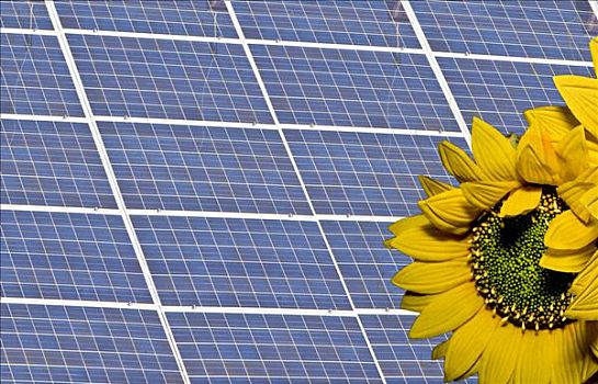 再生能源,太阳能,植物,屋顶,房子,向日葵,靠近,黑森州,德国,欧洲