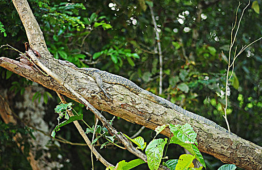 malaysia,borneo,kinabatangan,water,bengal,monitor,basking,varanus,bengalensis