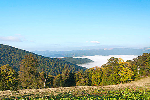 秋天,自然,风景,山,树,雾,喀尔巴阡山脉地区