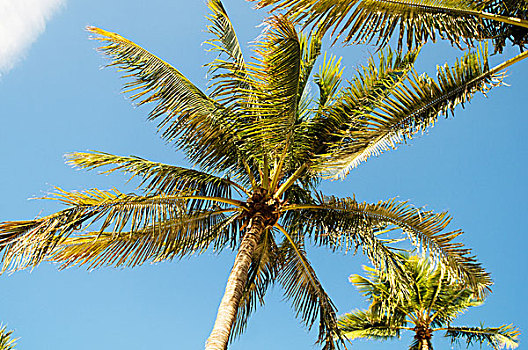 棕榈树,树,海滩,鲜明,白天