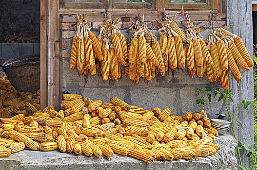 黄色,玉米,室外,弄干,中国