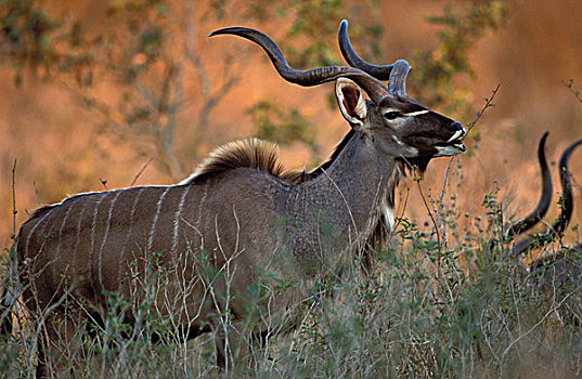 大捻角羚,克鲁格国家公园,南非,非洲