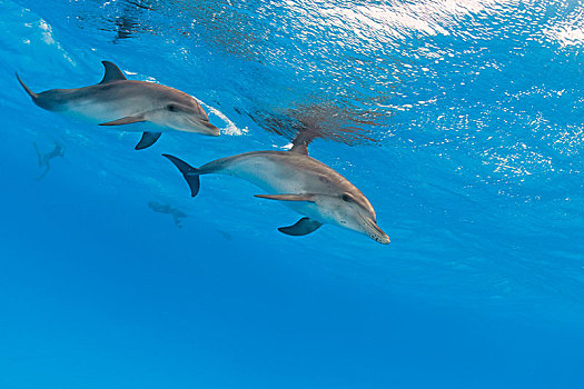 大西洋细吻海豚,花斑原海豚,幼小,水下,巴哈马浅滩,巴哈马,中美洲