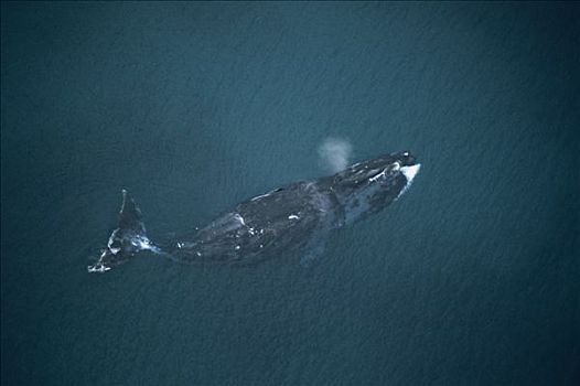 弓头鲸,地表水流,巴芬岛,加拿大