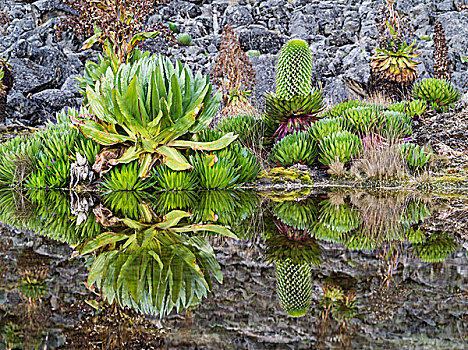 巨大,山梗莱属植物,反射,水塘,肯尼亚山,国家公园,肯尼亚,非洲
