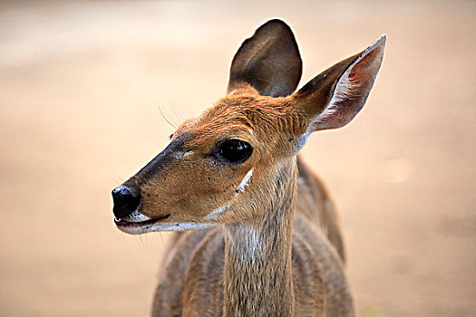 捻角羚,幼兽,克鲁格国家公园,南非,非洲