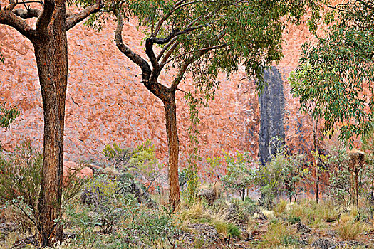 树,正面,石头,墙壁,乌卢鲁巨石,艾尔斯岩,乌卢鲁卡塔曲塔国家公园,北领地州,澳大利亚