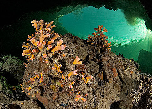 珊瑚,礁石,靠近,海岸线,塞舌尔