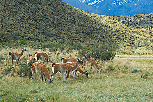 群,原驼,草原,托雷德裴恩国家公园,巴塔哥尼亚,智利,南美