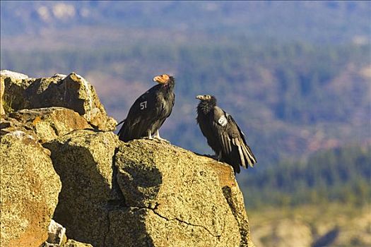 加州秃鹰,成年,幼小,岩石,悬崖,靠近,锡安国家公园,犹他