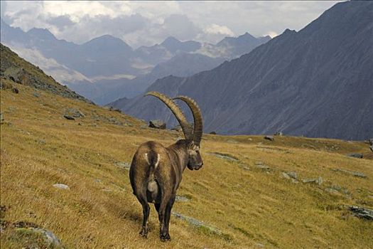 阿尔卑斯野山羊,羱羊,大帕拉迪索国家公园,意大利