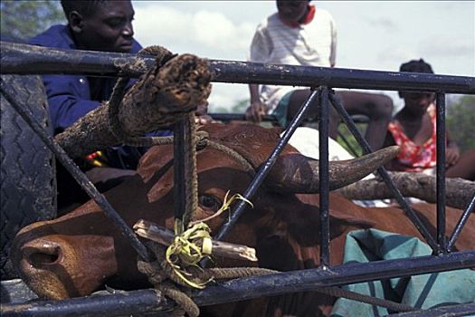 牛,运输,纳米比亚