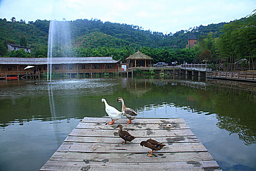 水池,倒影,竹楼,鹅,竹,小木屋