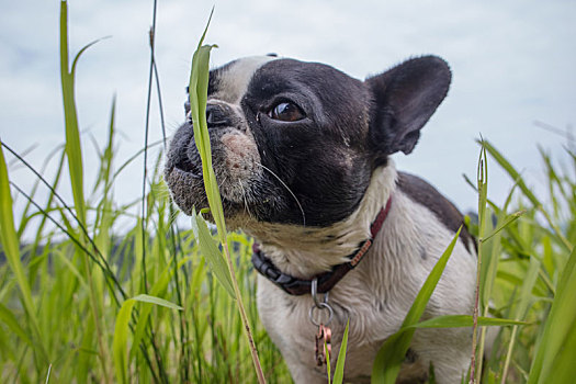 可爱的法国斗牛犬