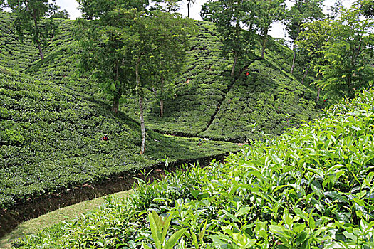 茶,花园,孟加拉,八月,2008年