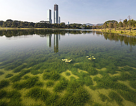 深圳中心公园清澈的人工景观湖