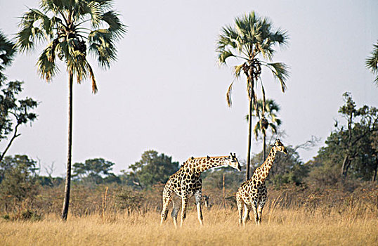 两个,长颈鹿,站立,土地,万基国家公园,津巴布韦