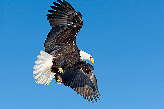 东南阿拉斯加,成熟,白头鹰,飞行,展翅