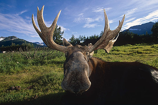 俘获,驼鹿,站立,阿拉斯加野生动物保护中心,阿拉斯加