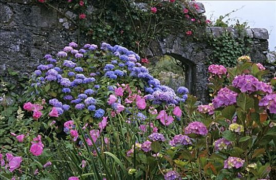 八仙花属,正面,花园,苏格兰,英国