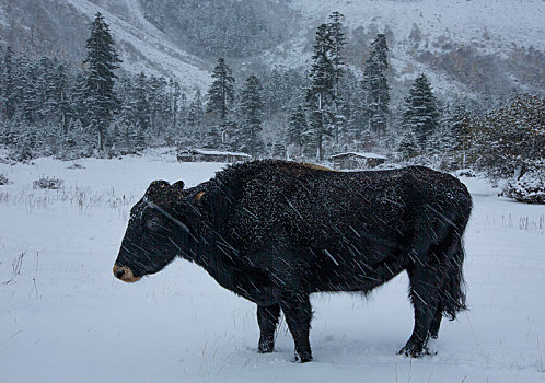 雪中牛