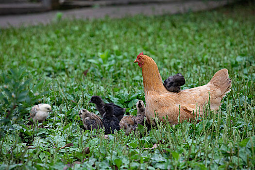 生态养殖母鸡育雏鸡
