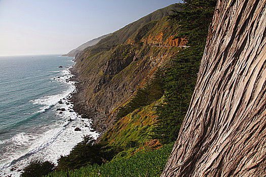 悬崖,海滩,大,加利福尼亚,美国