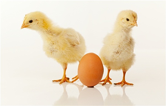 两个,诞生,鸡,蛋