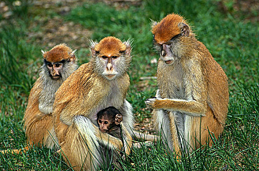 猴子,女性,幼兽