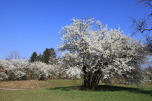 花,山楂