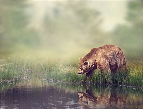 棕熊,靠近,水塘
