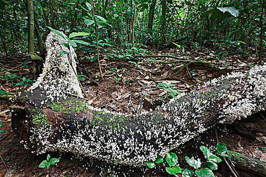 蘑菇,原木上,热带雨林,国家公园,喀麦隆