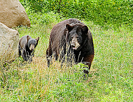 黑熊,母亲,幼兽,走,草地