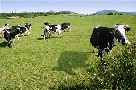 母牛,草地,牛