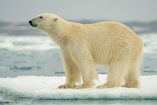 北极熊,站立,浮冰,斯瓦尔巴特群岛,挪威,北极,欧洲
