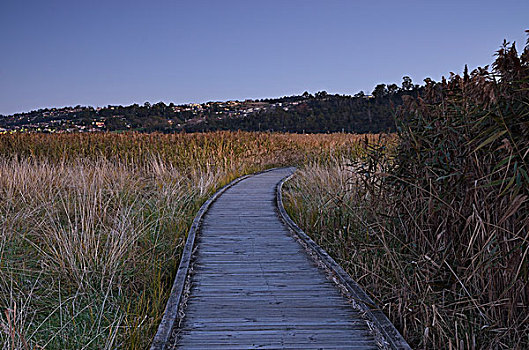 木板路,岛屿,湿地,塔斯马尼亚,澳大利亚