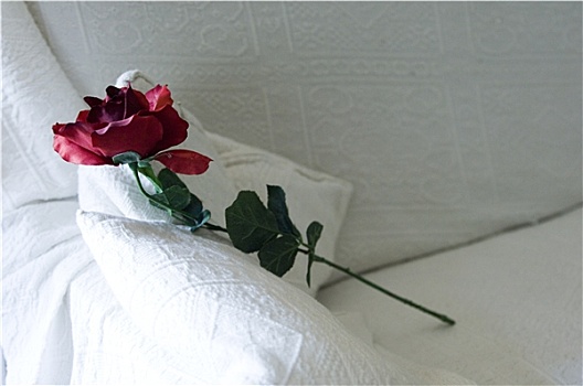 玫瑰,床