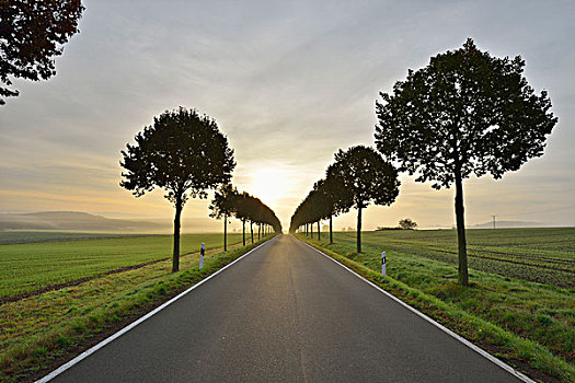 乡间小路,树,小径,早晨,莱茵兰普法尔茨州,德国