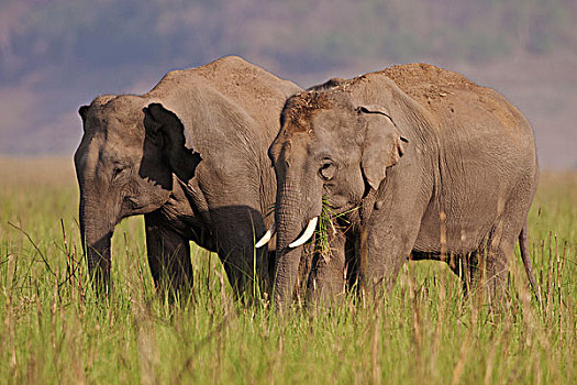 印度,亚洲象,一对,国家公园