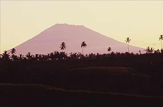 印度尼西亚,巴厘岛,日落,上方,山,棕榈树,剪影
