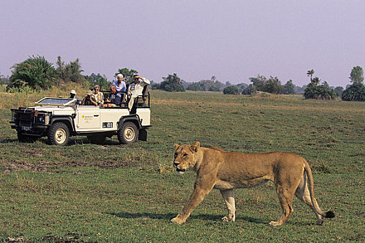 博茨瓦纳,奥卡万戈三角洲,岛屿,雌狮,游客,背景