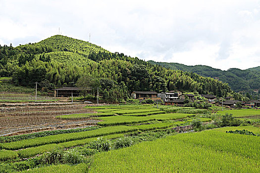 田园风光