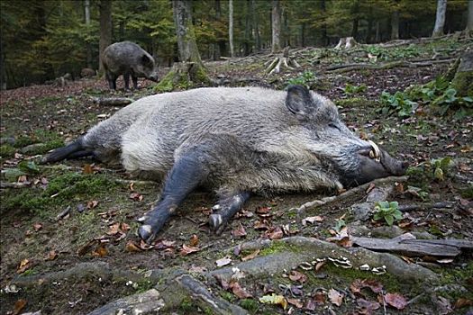 雄性,野猪,野生动物,德国