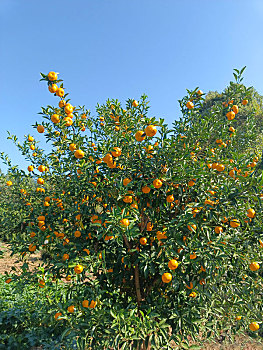 橘子园,采摘节,南北湖橘子