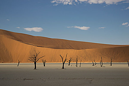 粘土,远景,枯木,沙丘,索苏维来地区,国家公园,纳米比亚