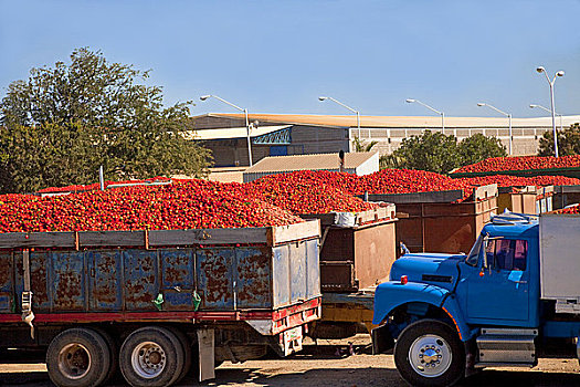 卡车,装载,西红柿,锡纳罗亚州,墨西哥