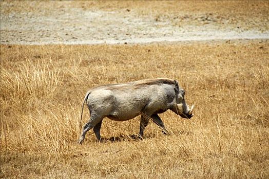 疣猪,干燥,草地,恩戈罗恩戈罗火山口,坦桑尼亚